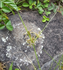 Cyperus flavidus