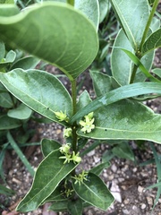Vangueria latifolia