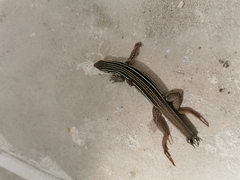 Aspidoscelis angusticeps