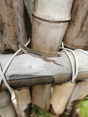 Aspidoscelis angusticeps