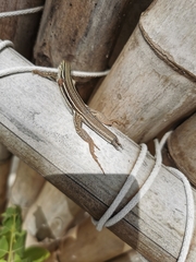 Aspidoscelis angusticeps