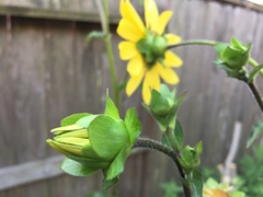 Silphium integrifolium