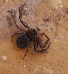 Coriarachne depressa