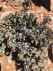 Schlechteranthus hallii