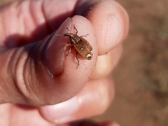 Graptus kaufmanni