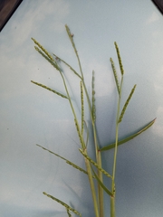 Urochloa platyphylla