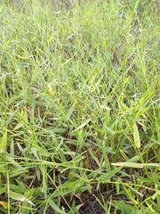 Urochloa platyphylla