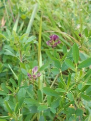 Medicago × varia