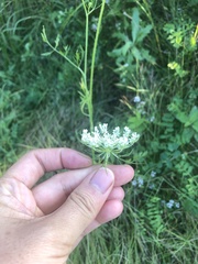 Daucus carota