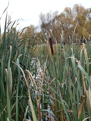 Typha latifolia