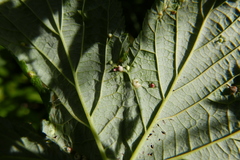 Dasineura ulmaria