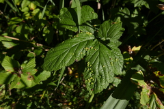 Dasineura ulmaria