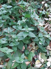 Lamium album