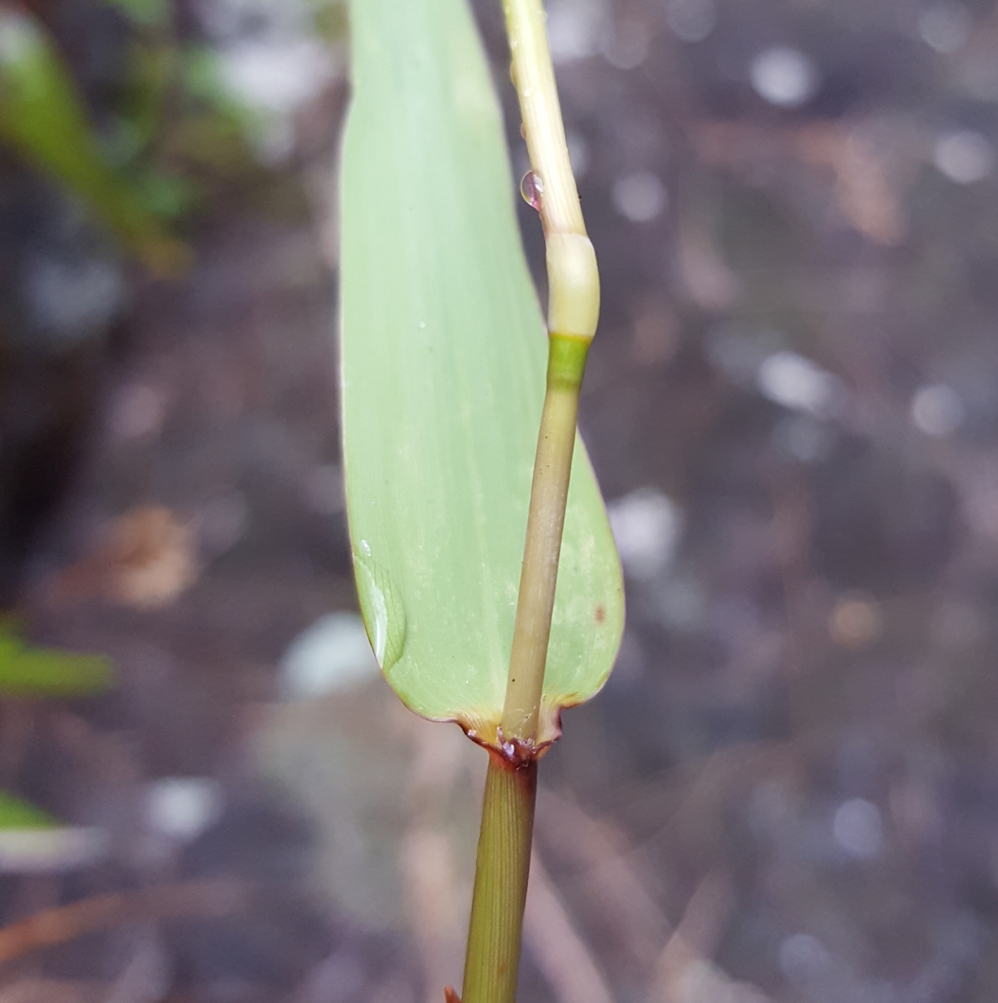 (c) François Rousseu, certains droits réservés (CC BY-NC) https://www.inaturalist.org/observations/98525192