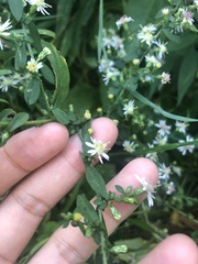 Symphyotrichum lateriflorum
