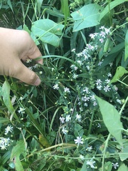 Symphyotrichum lateriflorum