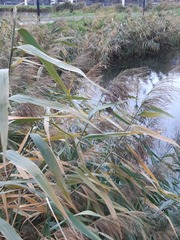 Phragmites australis