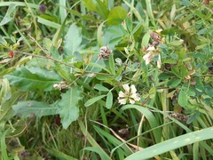 Medicago × varia