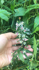 Symphyotrichum lateriflorum