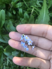 Myosotis scorpioides