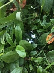 Myosotis scorpioides