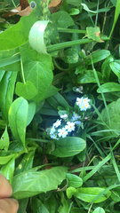 Myosotis scorpioides