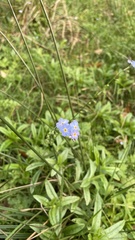 Myosotis