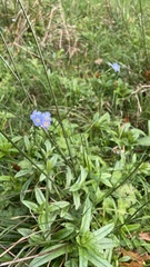 Myosotis