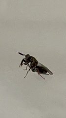 Monodontomerus thorpi