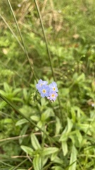 Myosotis