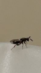 Monodontomerus thorpi