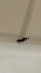 Monodontomerus thorpi