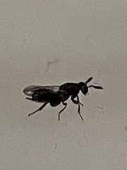 Monodontomerus thorpi