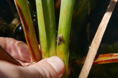 Entomophthora culicis