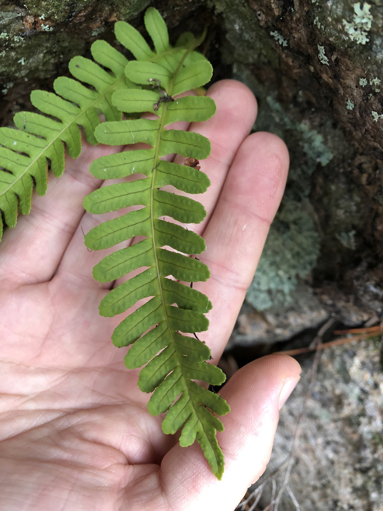 Polypodium virginianum fronds and creeping rhizome