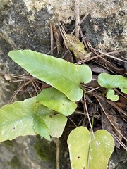 Asplenium sagittatum