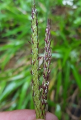Ischaemum koleostachys