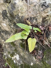 Asplenium sagittatum
