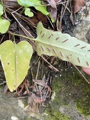 Asplenium sagittatum