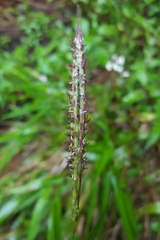 Ischaemum koleostachys