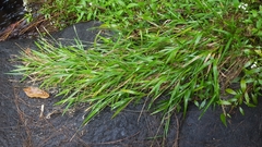 Ischaemum koleostachys