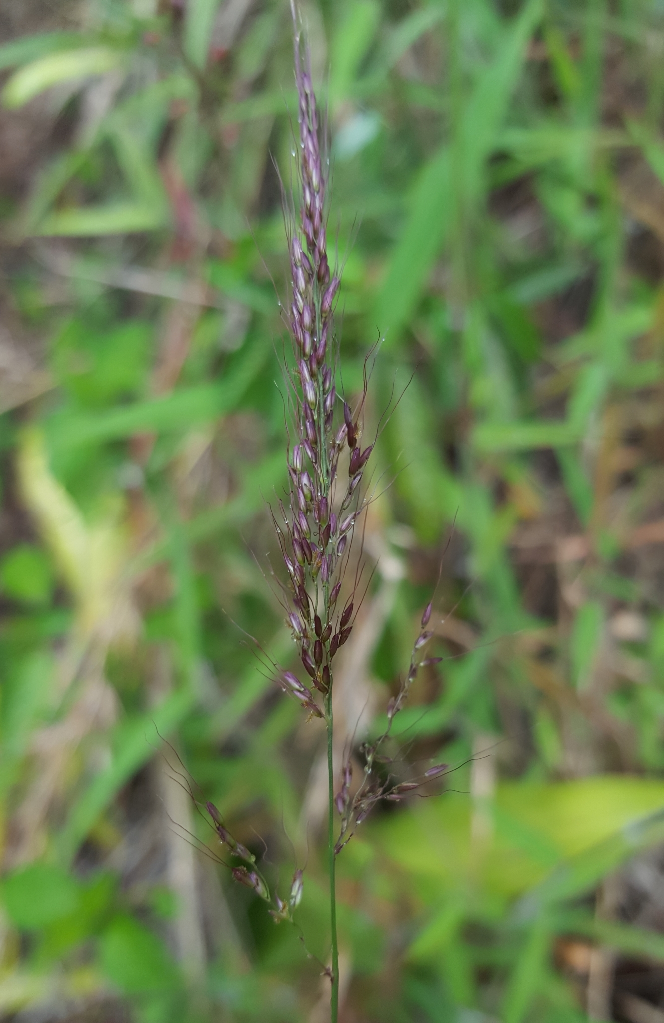 (c) François Rousseu, certains droits réservés (CC BY-NC) https://www.inaturalist.org/observations/98525975