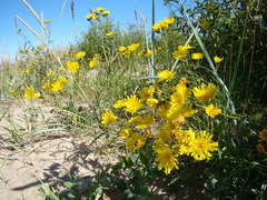 Hieracium umbellatum