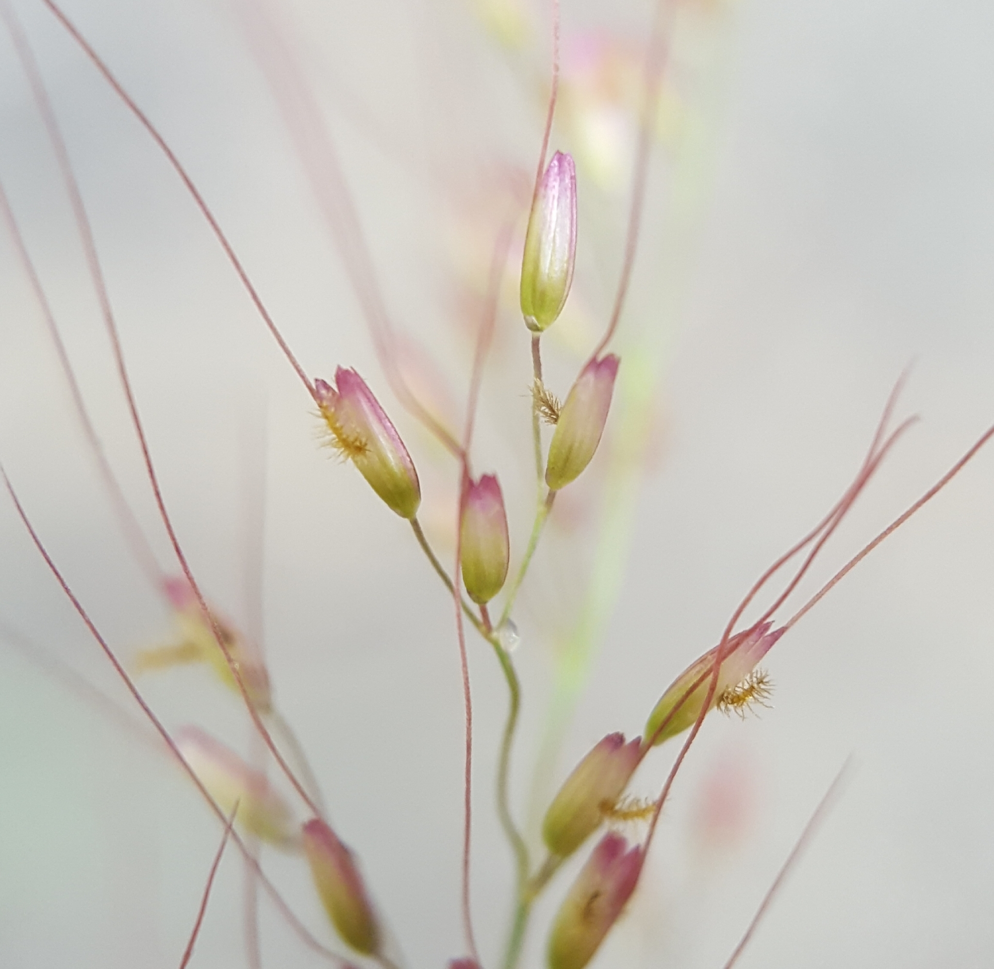 (c) François Rousseu, certains droits réservés (CC BY-NC) https://www.inaturalist.org/observations/98525975