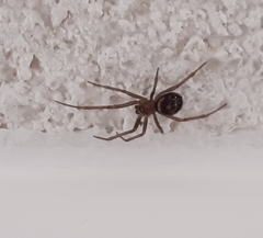 Steatoda grossa