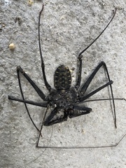 Phrynoidea