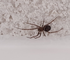 Steatoda grossa