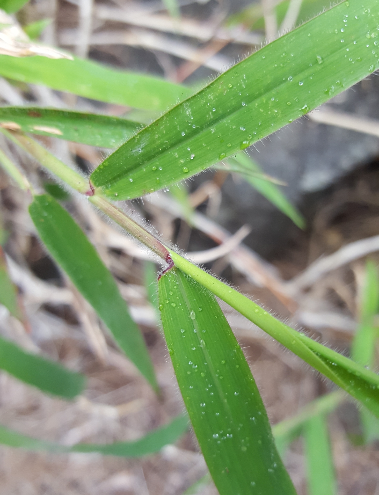 (c) François Rousseu, certains droits réservés (CC BY-NC) https://www.inaturalist.org/observations/98525975