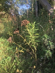 Achillea millefolium