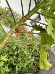 Spodoptera littoralis